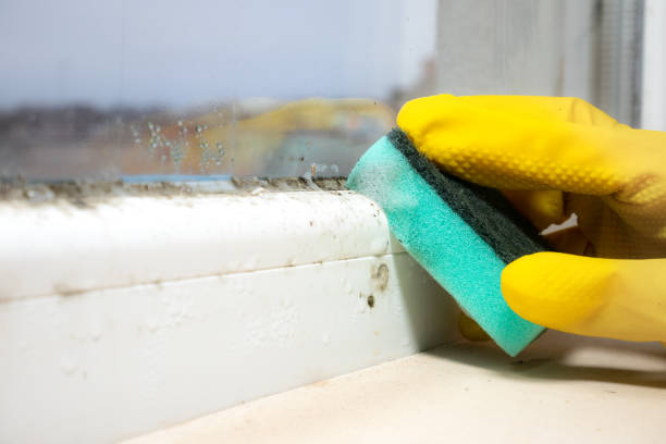 Best Crawl Space Mold Removal  in Frent Hills, MO