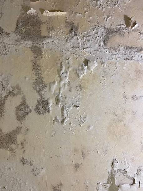 Fremont Hills, MO Mold Removal Company